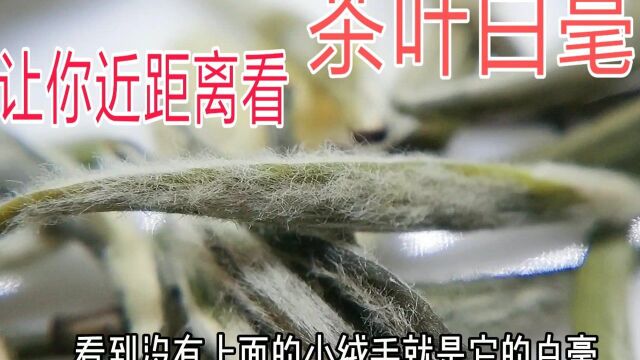 茶叶白毫是什么,春妮儿用微距让你看茶叶白毫,此款茶是茉莉花茶