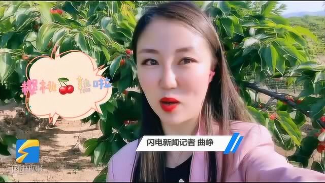 Vlog丨济南南部山区的樱桃熟了!晶莹剔透非常诱人,等你打卡