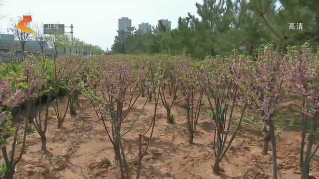 【“三创四建”进行时】秦皇岛:裸露土地生态修复 打造美丽宜居家园