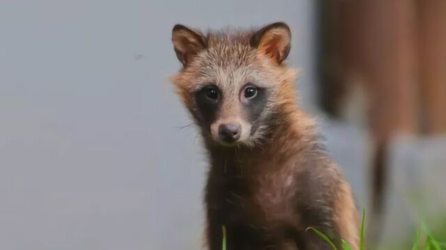 狗的祖先是谁?科学家在浙江发现一种生物,其或是犬科祖先