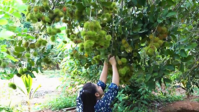 正是水果成熟时,乡村美女带你采摘红毛丹