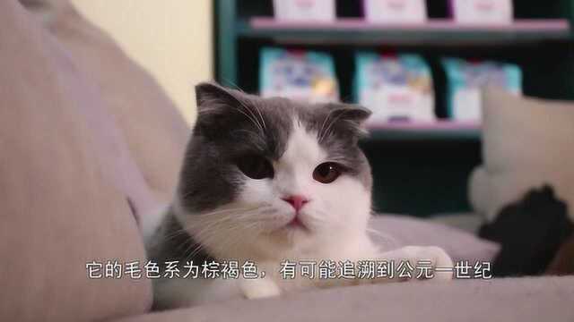 关于养猫咪的小知识,你知道多少?快来看看吧