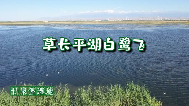 乌鲁木齐甘泉堡湿地生态美景