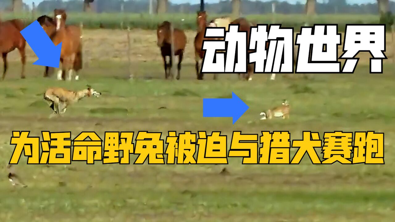 为活命野兔被迫与猎犬开启赛跑模式,老牛野鸟在一旁大开眼界|纪录片