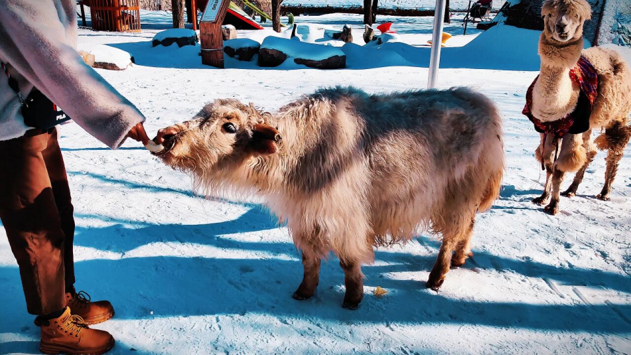 跑马岭齐鲁雪乡,听说有很多可爱的动物小精灵,咱们一起去看看