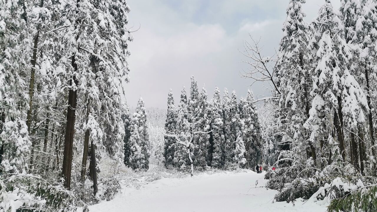 对雪真的有执念!成都多区下雪 网友:他们成都下雪了 我们成都没下