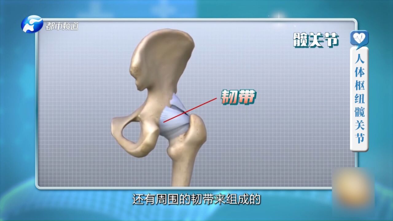 科普!人体枢纽髋关节在哪个地方?对身体起的作用是什么?