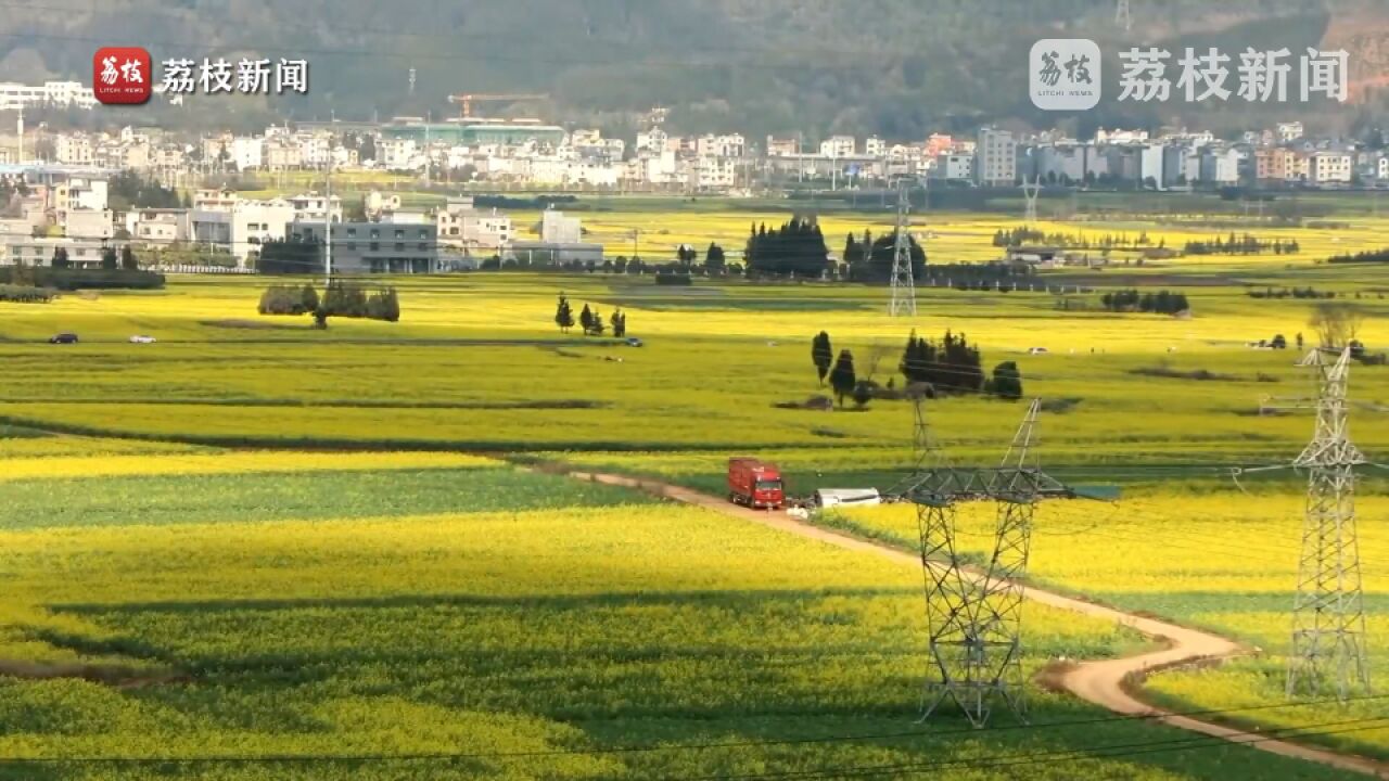 绵延数十里!云南100万亩油菜花绘田园春景图