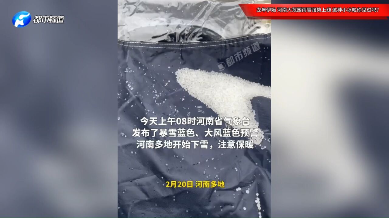 龙年伊始,河南大范围雨雪强势上线,这种小冰粒你见过吗?