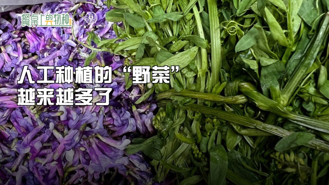 你吃到的野菜是天然的吗?很多在大市场里买的野菜其实都是人工种植的