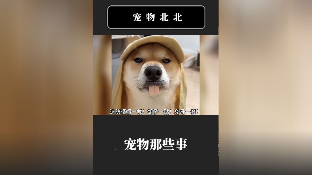 帅气的柴犬!特别是戴上防晒帽,像极了小八嘎