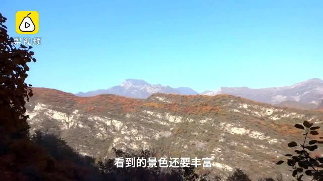 坡峰岭满山红叶,吸引大量游客观光,被誉为最壮观红叶景观