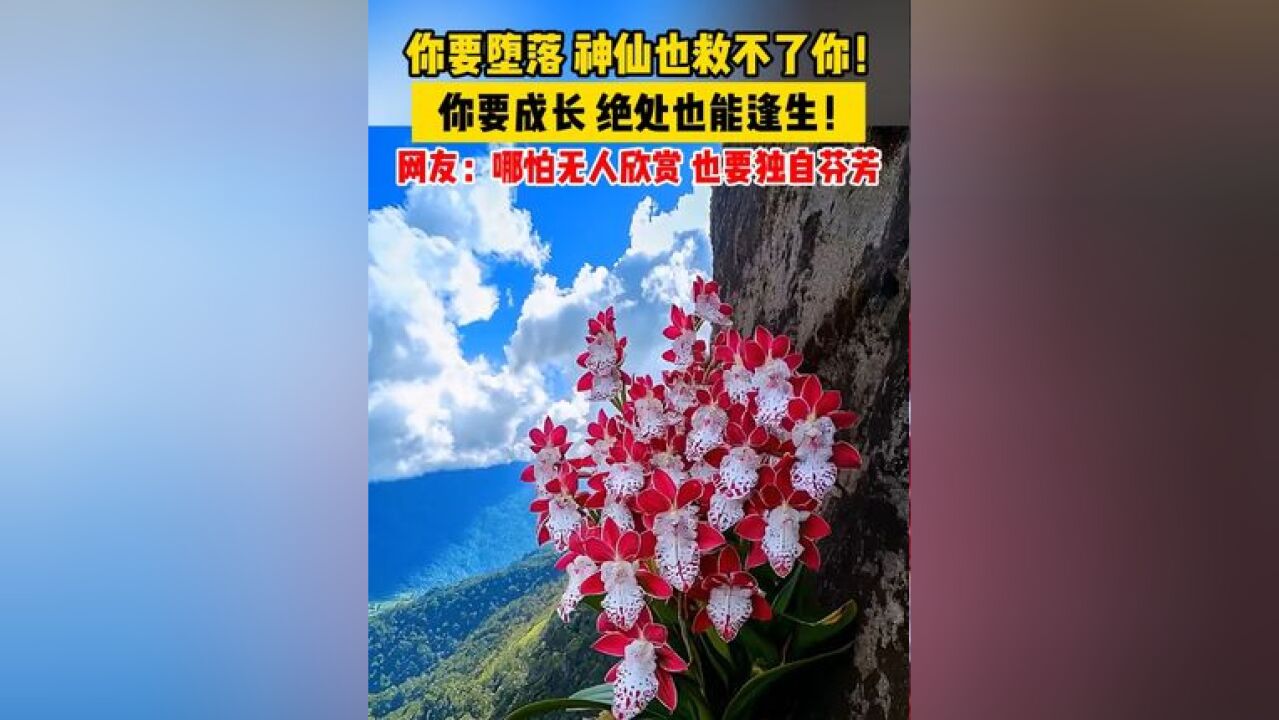 你要堕落,神仙也救不了你!你要成长,绝处也能逢生!