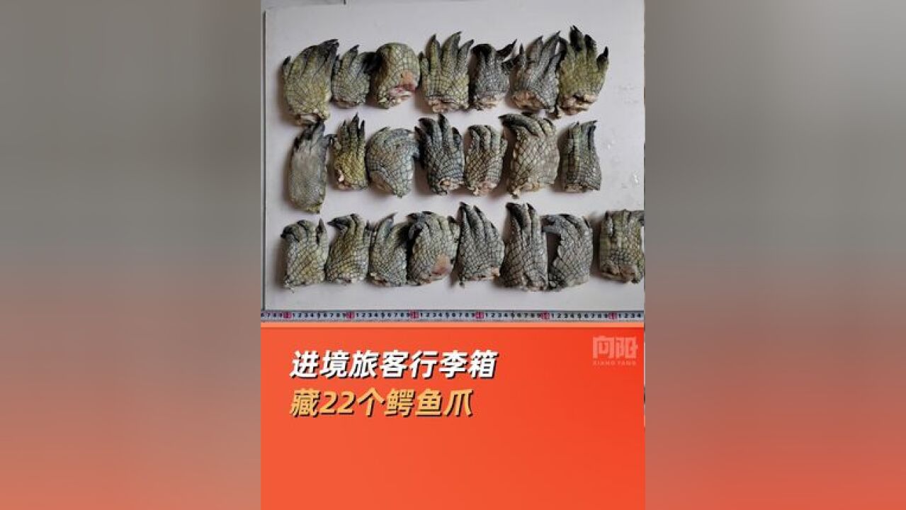 进境旅客行李箱藏22个鳄鱼爪