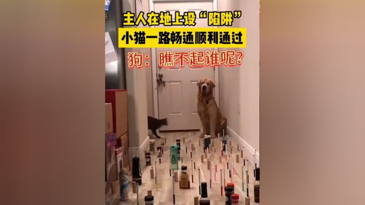 主人在地上设“陷阱”,小猫一路畅通顺利通过,狗子:瞧不起谁呢?