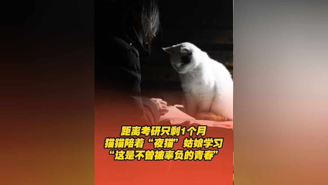 距离考研只剩1个月,猫猫静静陪着女生学习,这份美好是不曾辜负的青春