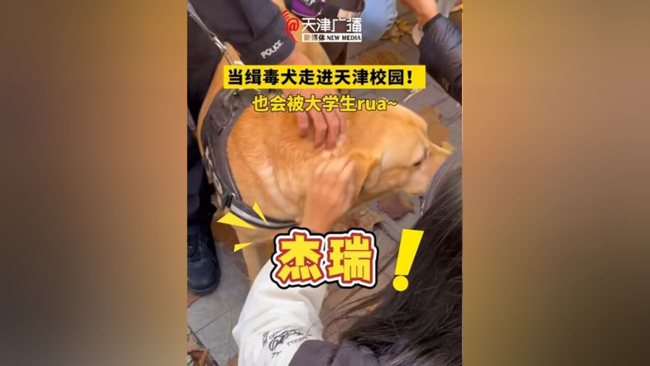 当缉毒犬走进天津校园!也会被大学生rua~