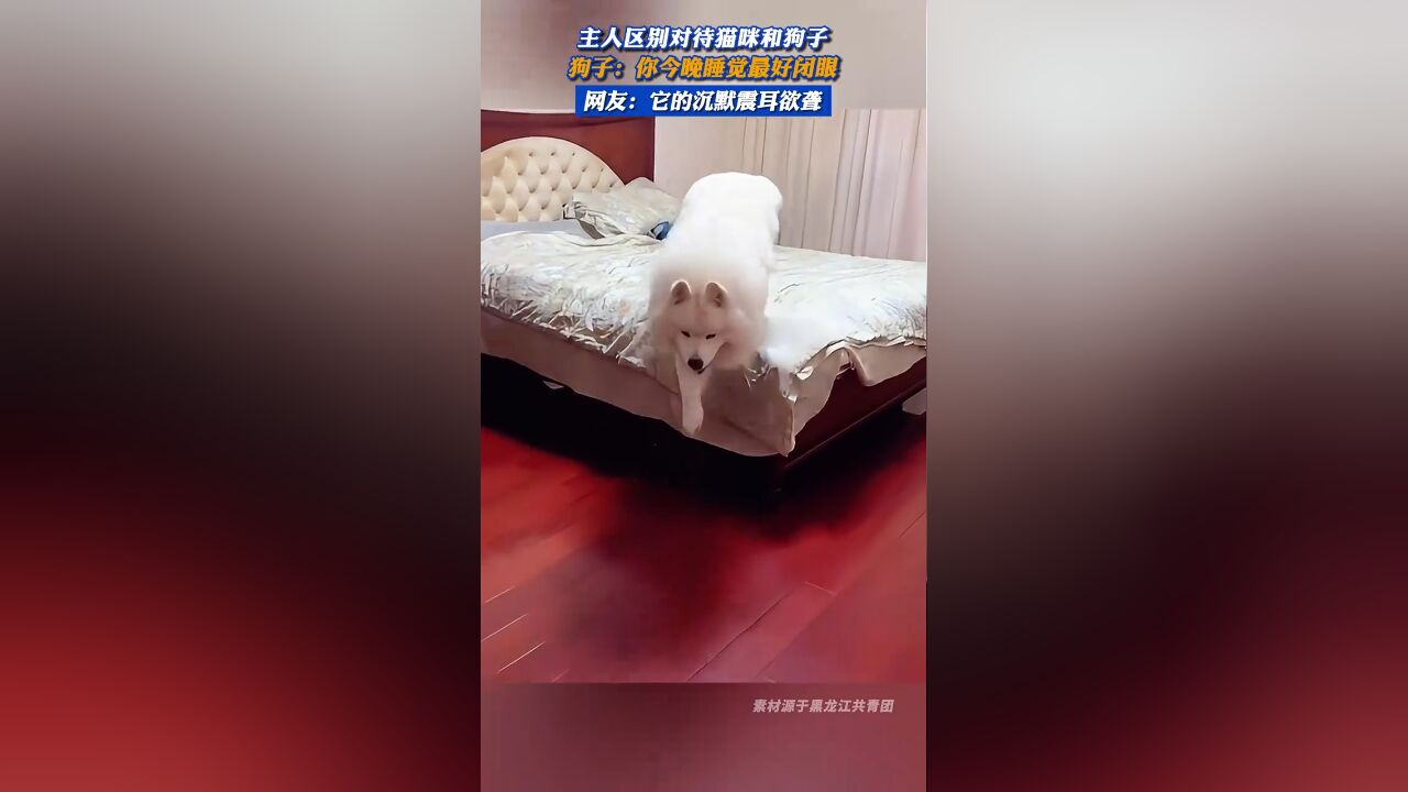 主人区别对待猫咪和狗子,狗子:你今晚睡觉最好闭眼