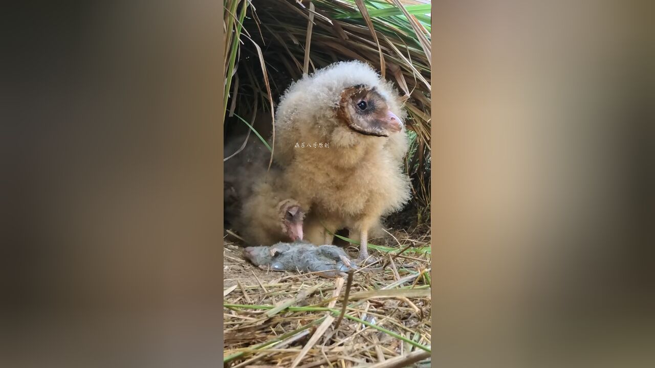 猫头鹰家里的食物非常多,孩子们吃不完