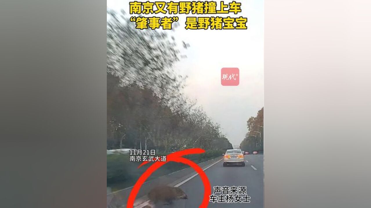 南京又现野猪撞车事故,能不能给安排个配套保险?