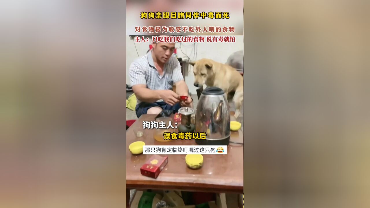 狗狗亲眼目睹同伴中毒而死,对食物极为敏感不吃外人喂的食物