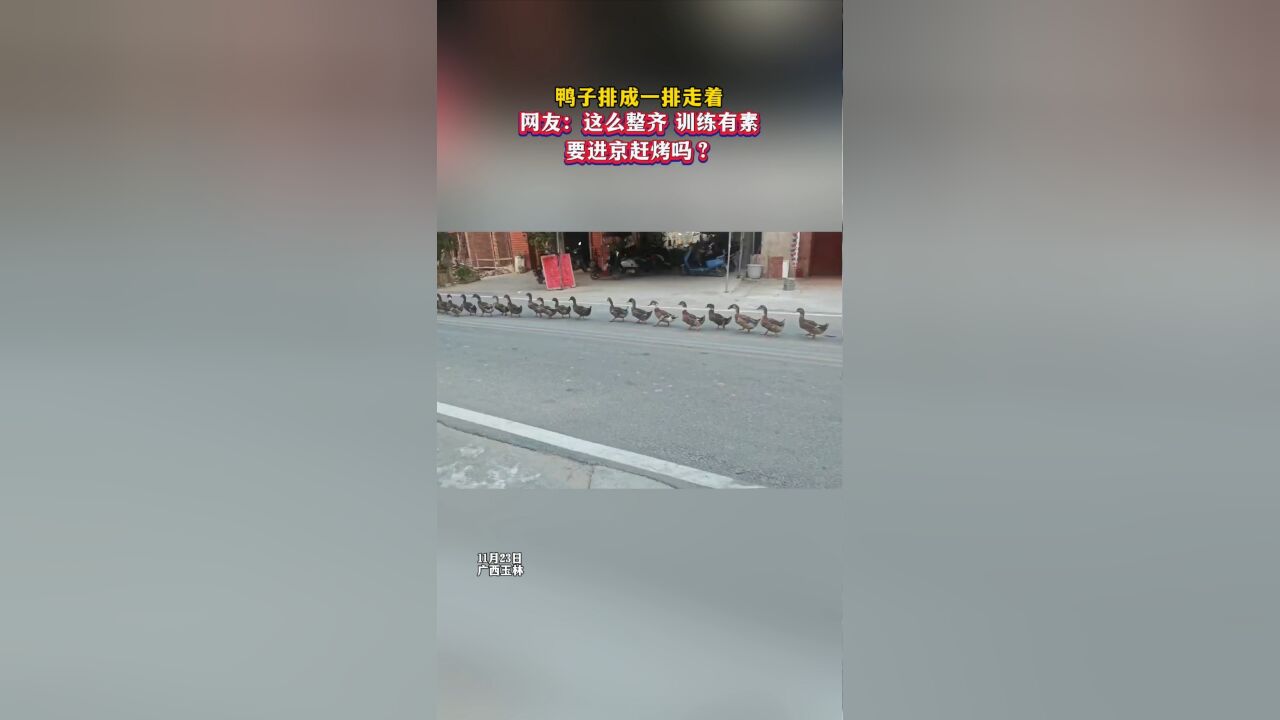 鸭子排成一排走着,网友:这么整齐,训练有素,要进京赶烤吗?