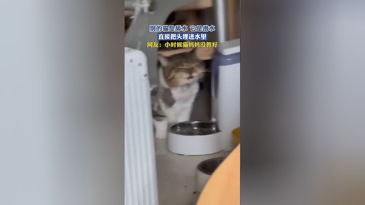 别的猫是舔水 它是潜水,直接把头埋进水里,网友:小时候猫妈妈没教好