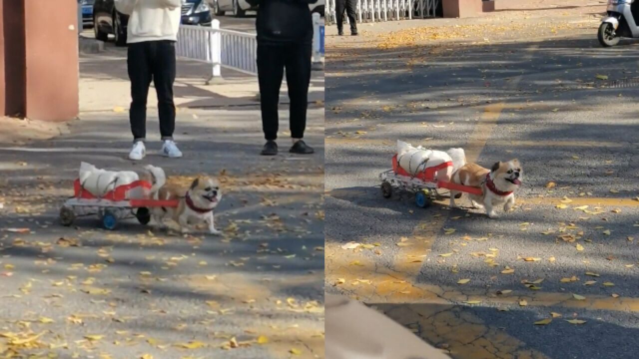 狗狗拉车帮主人运菜,乖巧模样萌翻众人,网友:没有一顿饭是白吃的