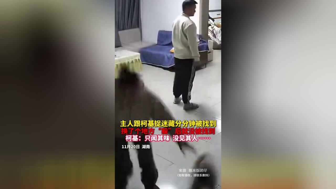 主人跟柯基捉迷藏分分钟被找到,换了个地方“躲”后就没被找到