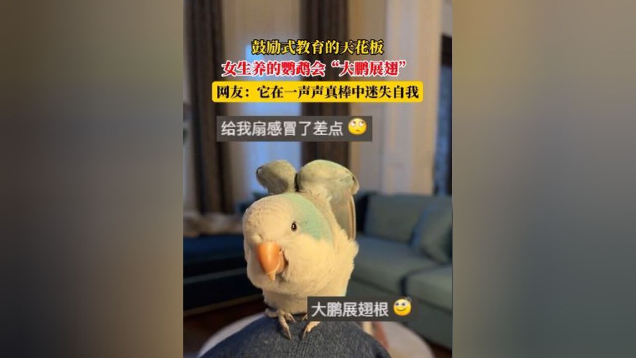 鼓励式教育的天花板,女生养的鹦鹉会“大鹏展翅”,网友:它在一声声真棒中迷失自我