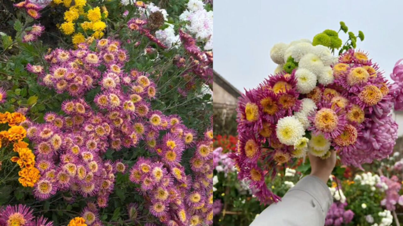 儿子为父亲买雏菊,1年后回老家惊呆,老人在屋前种一片神仙花海