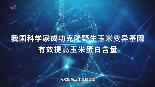 《自然》:中国科学家成功克隆野生玉米基因,有效提高蛋白含量