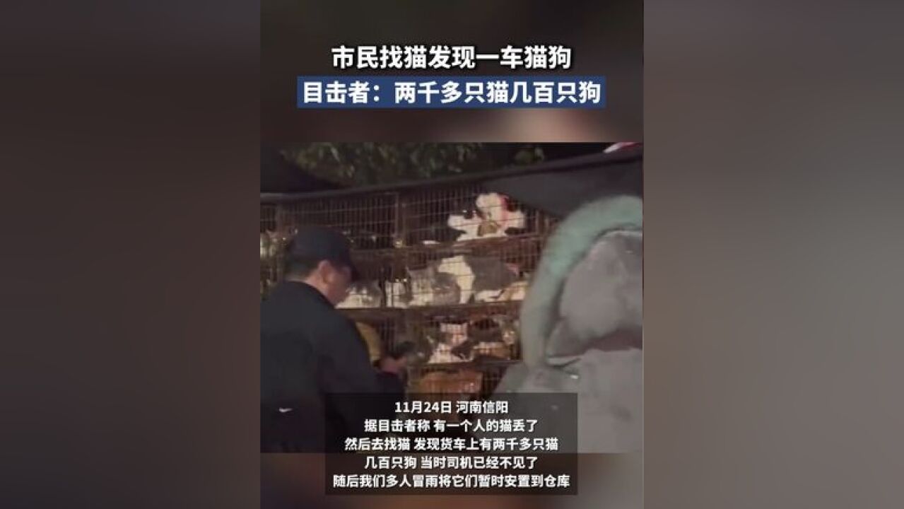 市民找猫发现一车猫狗 目击者:两千多只猫几百只狗