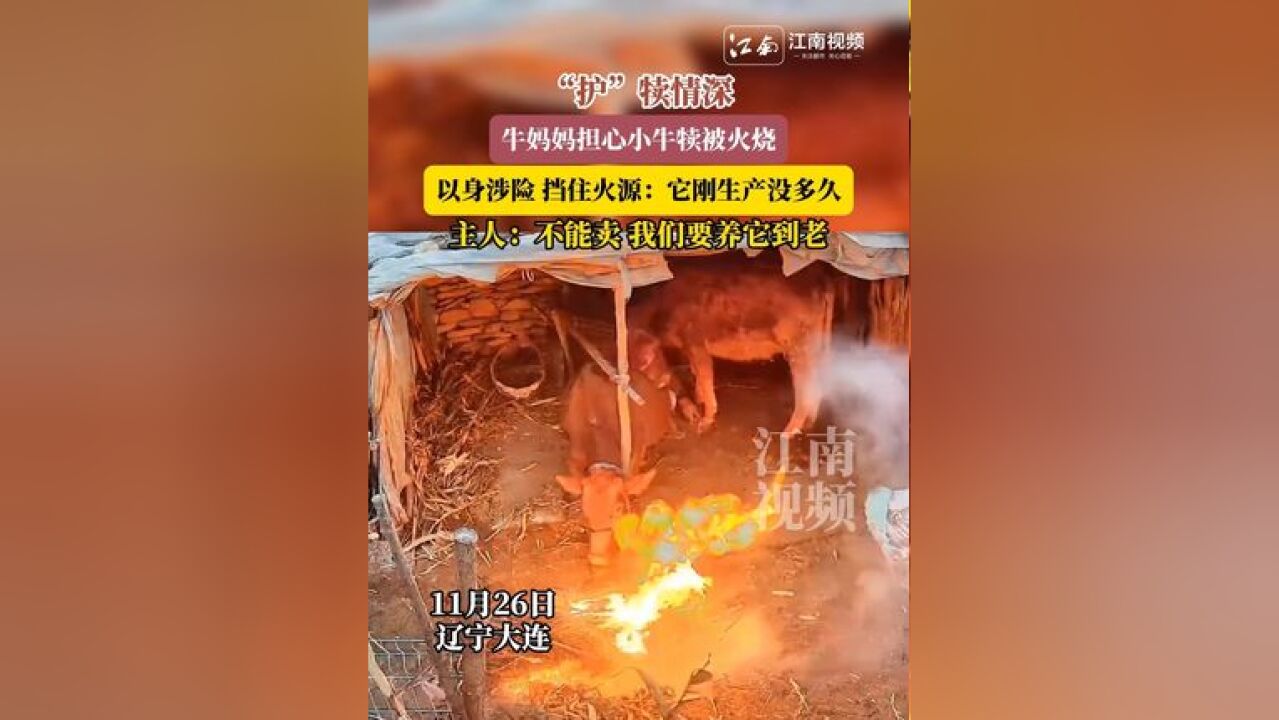 “护”犊情深,牛妈妈担心小牛犊被火烧,以身涉险 挡住火源:它刚生产没多久,主人:不能卖 我们要养它到老