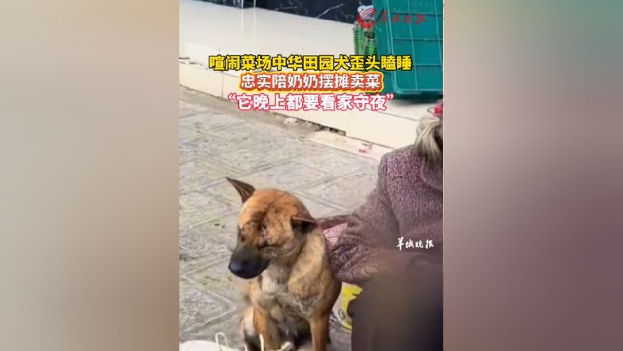 喧闹菜场中华田园犬歪头瞌睡,忠实陪奶奶摆摊卖菜,,拍摄者称,它晚上都要看家守夜,当地狗子都是这样的