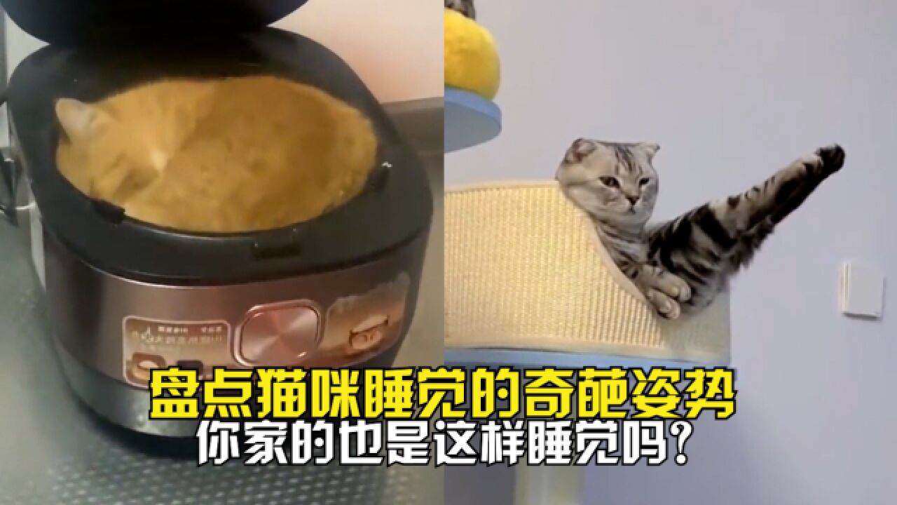 盘点猫咪睡觉的奇葩姿势,你家的也是这样睡觉吗?