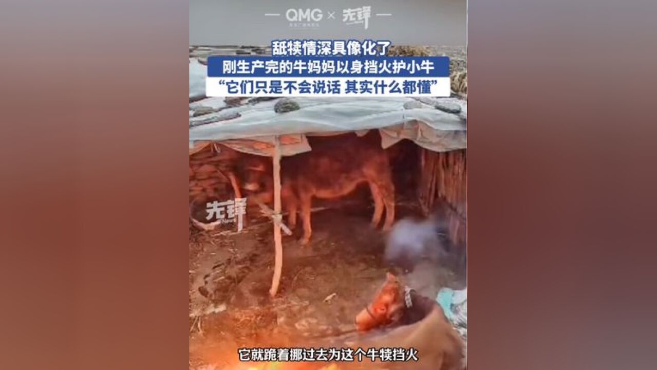 牛妈妈为护小牛用身体挡住火源