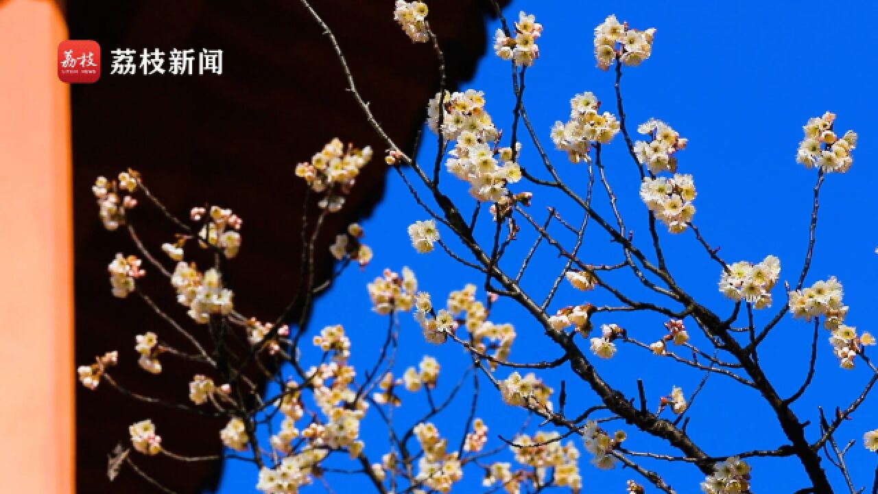 春意渐浓!南京玄武湖樱桃花迎春绽放 抒写春日画卷