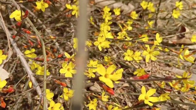 北京迎春花开~春季赏花最佳时间表(花粉过敏者躲花粉防过敏攻略)来啦!