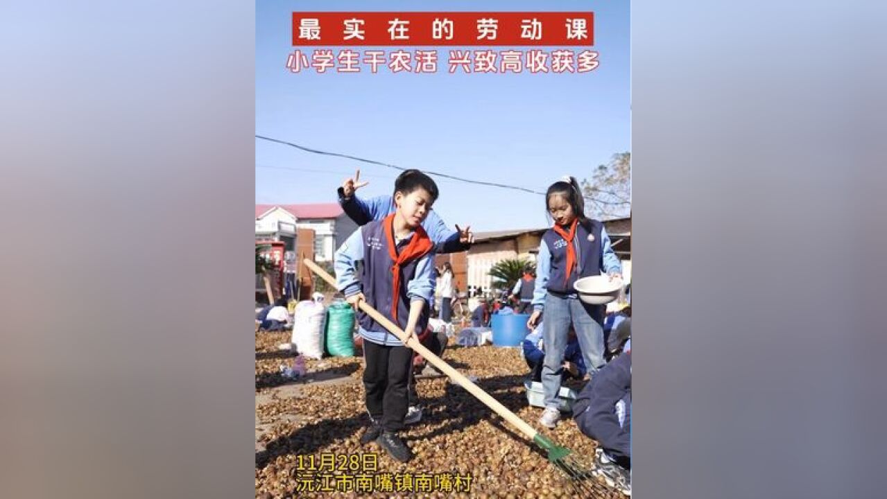 11月28日,沅江市南嘴镇南嘴村的油茶籽丰收了,一群小学生来上劳动实践课,帮农户分拣茶籽