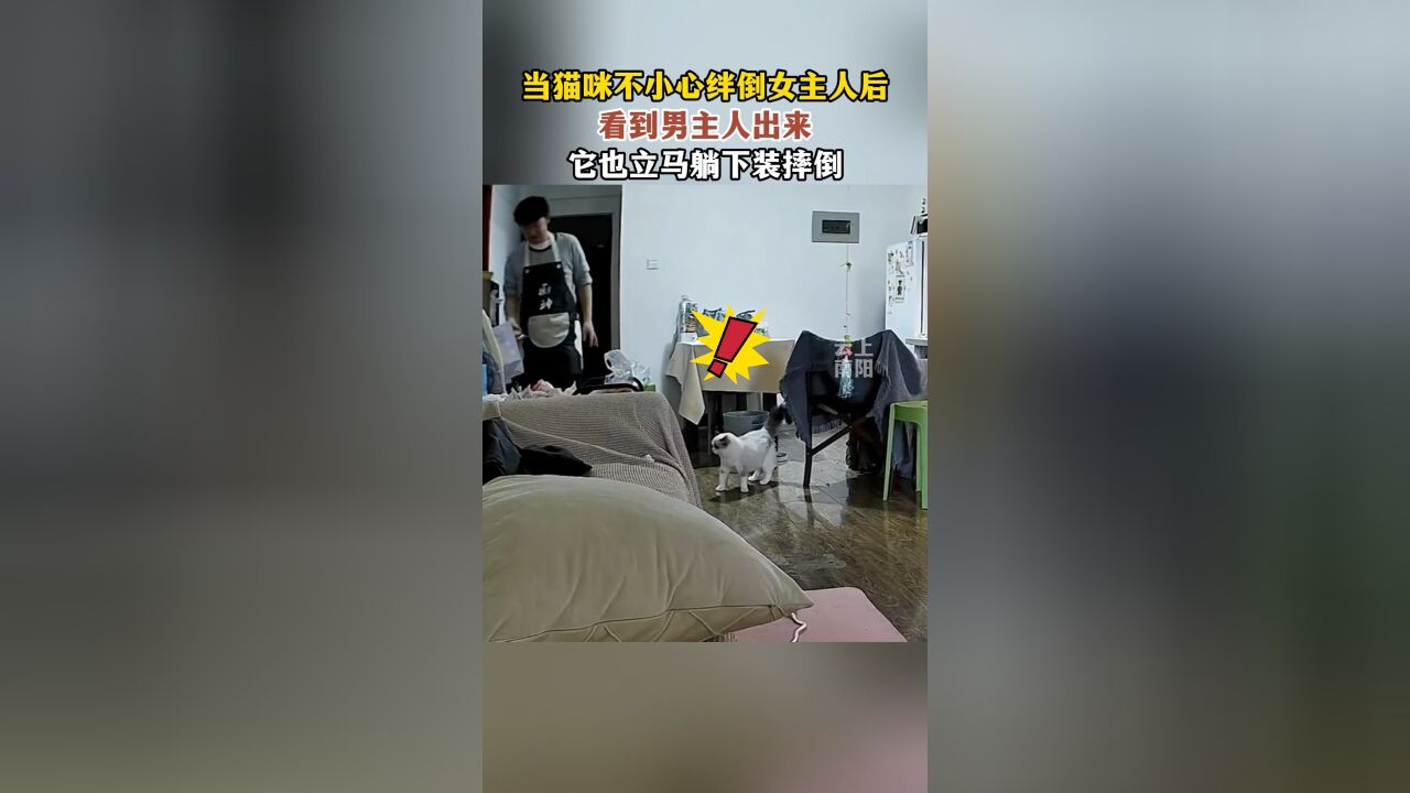 当猫咪不小心绊倒女主人后看到男主人出来它也立马躺下装摔倒