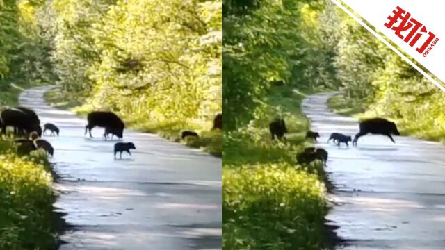 居民路遇16头野猪组团过马路:大的威武霸气 小的呆萌可爱