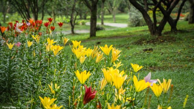 无锡荣氏梅园的夏日,满目苍翠,花儿都开了