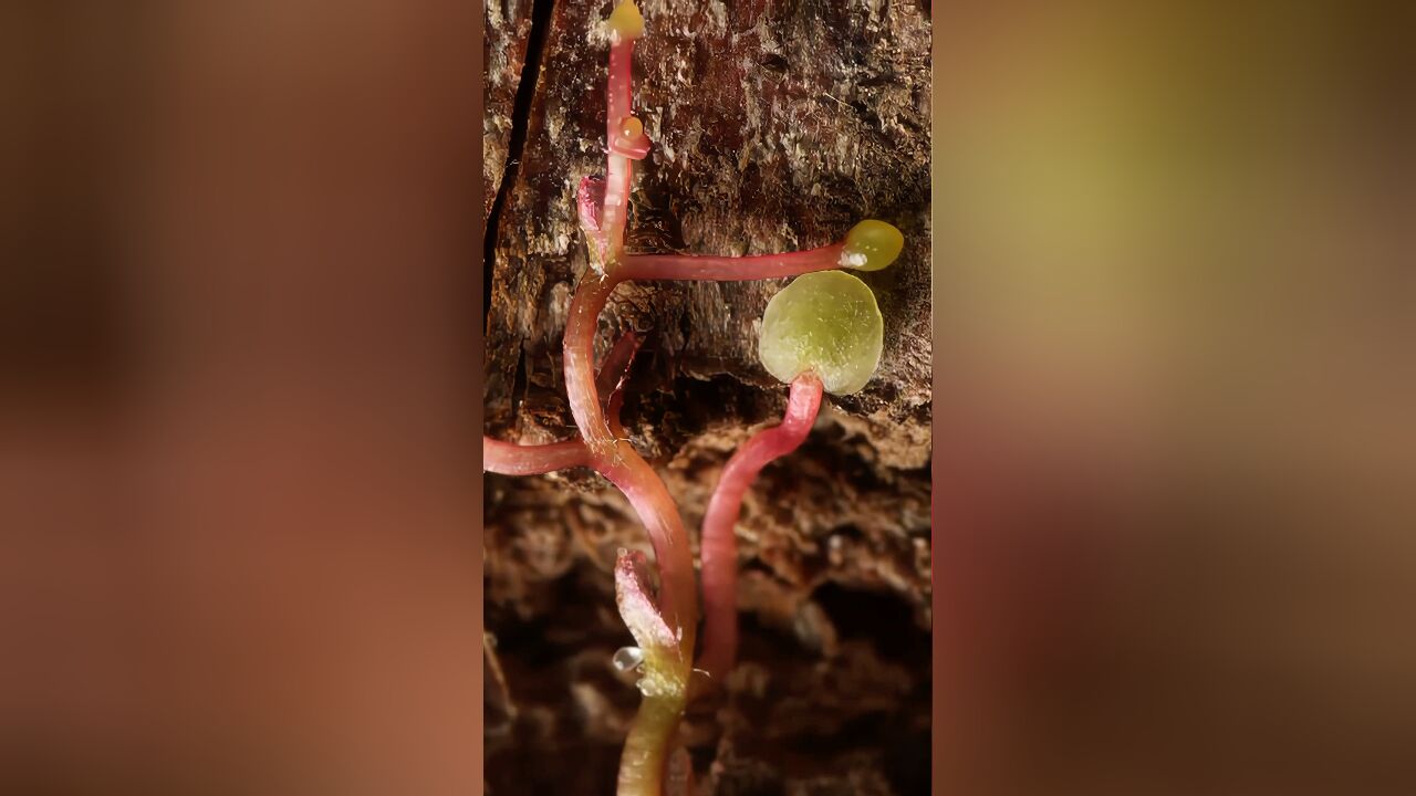 爬山虎的脚,生长的样子