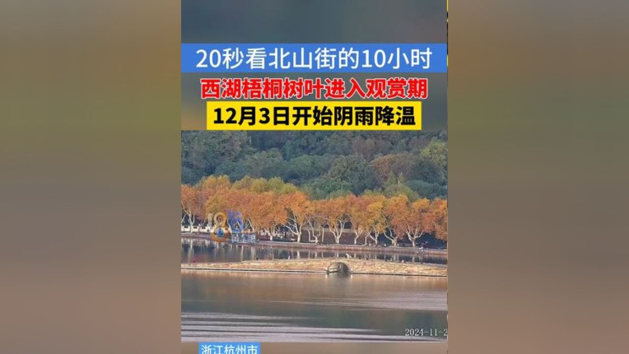 20秒看西湖北山街的10小时,趁梧桐树叶还没落,赶紧打卡