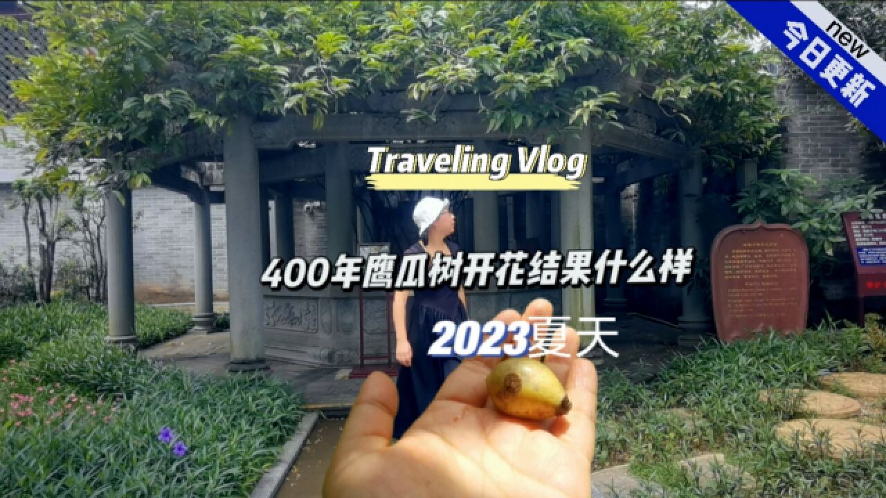 400多年前种的鹰爪兰开花是什么样子?来广州海幢寺观赏,神奇!