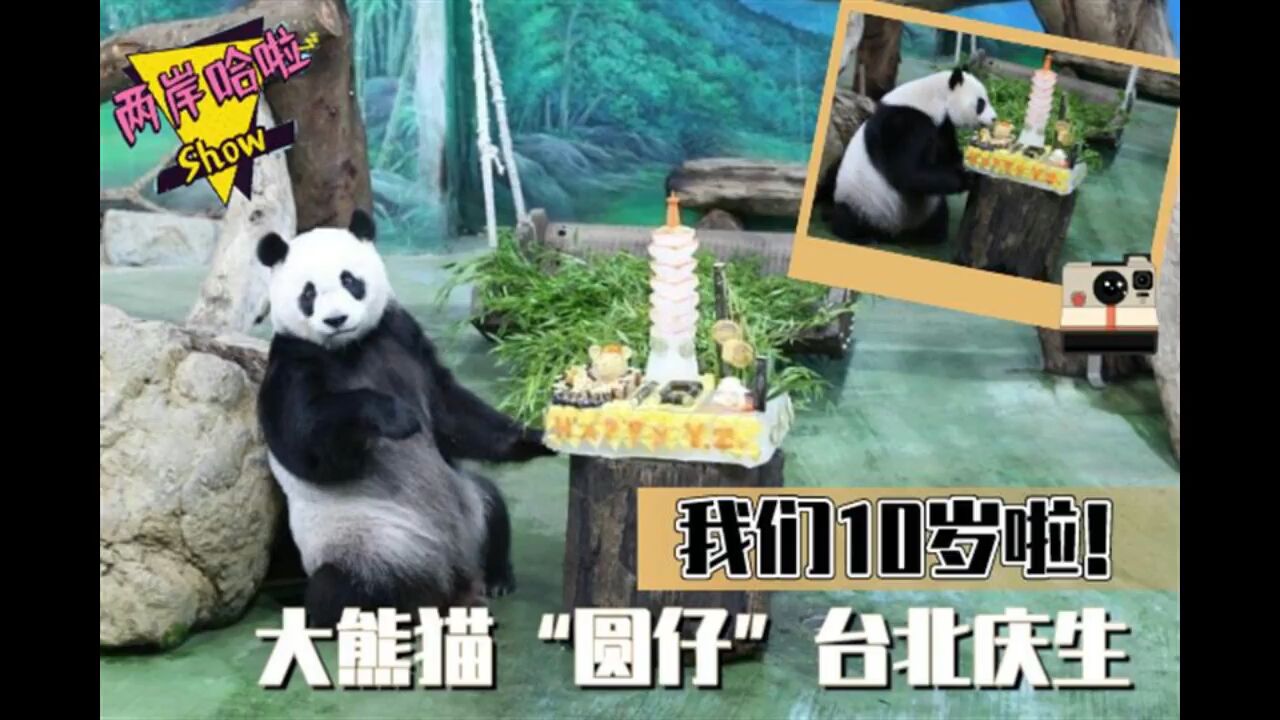 我们10岁啦!大熊猫“圆仔”台北庆生