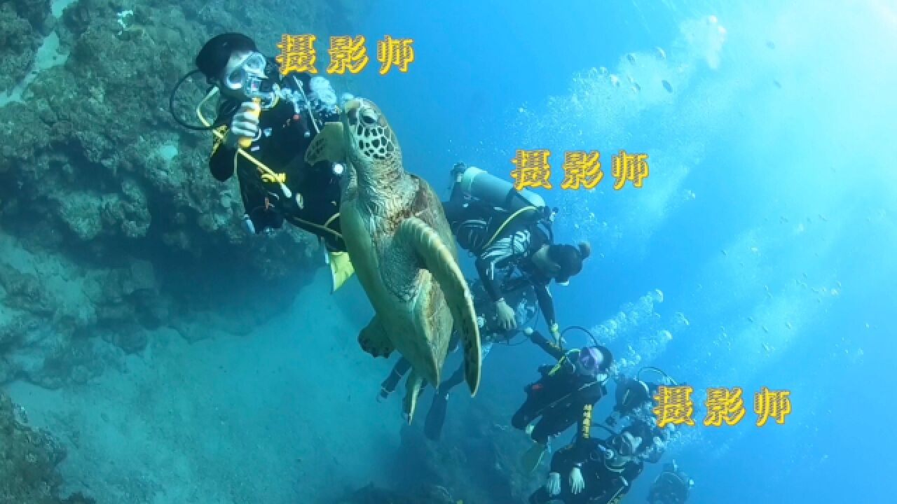 台湾的海龟超级大,每天要做的就是游泳和拍照,过着明星般的生活