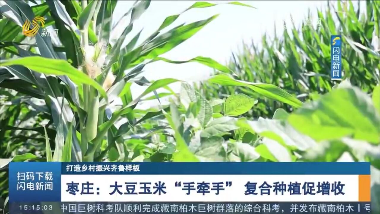 枣庄:大豆玉米“手牵手”,复合种植促增收,保障粮食生产安全