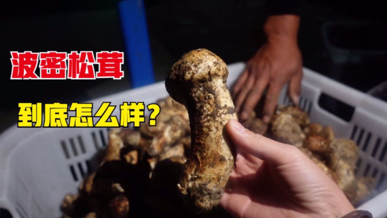 西藏波密松茸怎么样?跟着小黑去村里收货,现场实拍发货一条龙